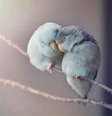 دانلود آهنگ میخونه جواد لندرانی